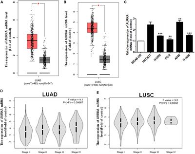 Tanshinone Inhibits NSCLC by Downregulating AURKA Through Let-7a-5p